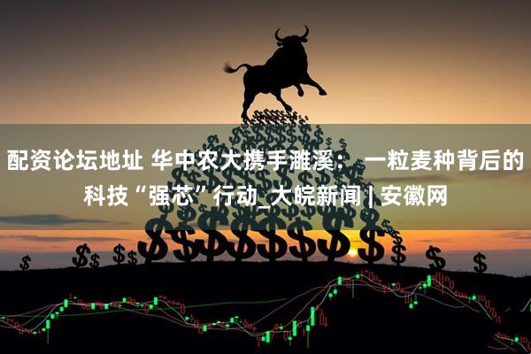 配资论坛地址 华中农大携手濉溪： 一粒麦种背后的科技“强芯”行动_大皖新闻 | 安徽网